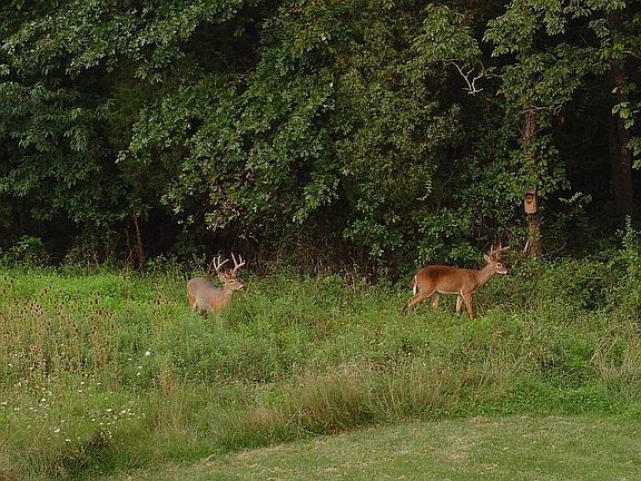 Wildlife in backyard