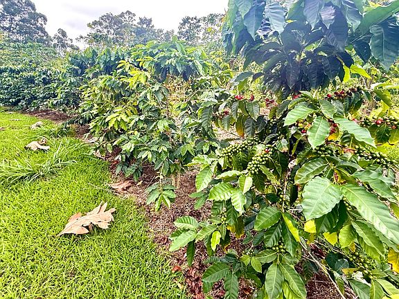 5th image of 96-1970 Kumupea Rd Lot 65