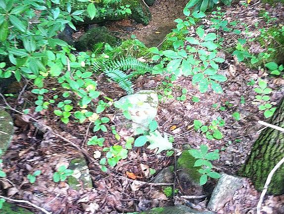 3rd image of 0 Poplar Ct Lot 162