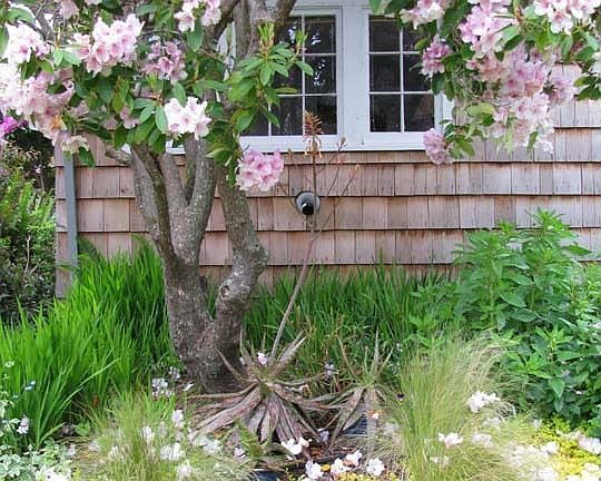 spring sideyard