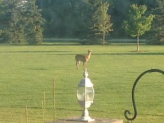 Deer in front yard