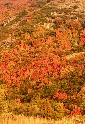 4th image of 204 N Rock Loft Rdg