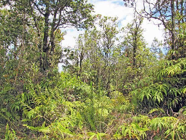 Looking into Lot 7299 from right of approximate middle.