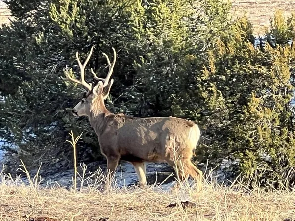 County Road 54.2, Aguilar, CO 81020