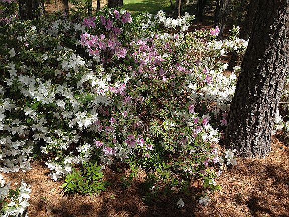 Perennials Bloom All Year