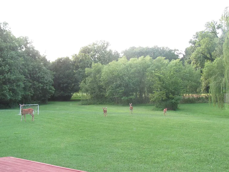Deer in backyard almost daily in summer
