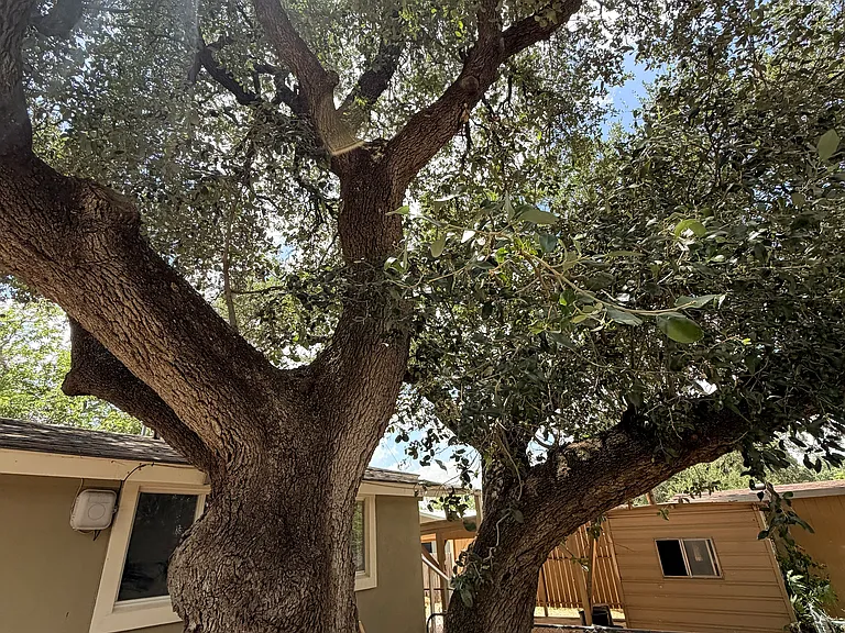 Nice big tree provides shade for the home and the backyard