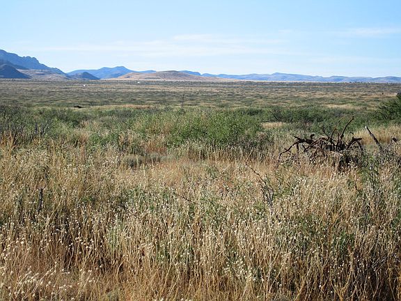 Mesquite & native grass