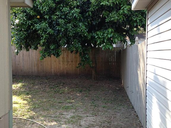 GRAPEFRUIT TREE