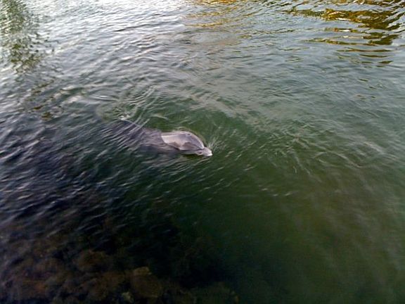 watch the dolphins play from your patio