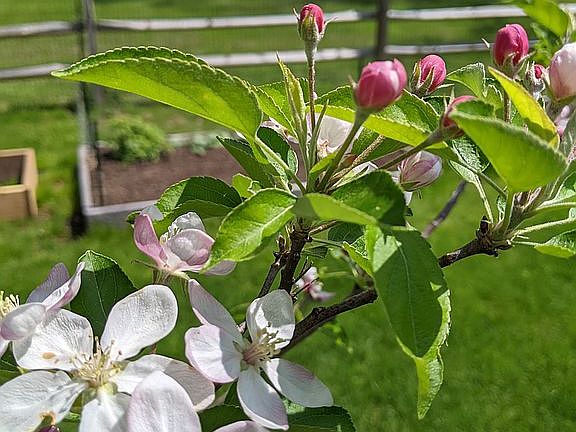 Backyard Apple Tree
