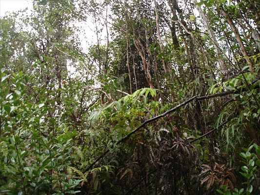 2nd image of Hilo Acres