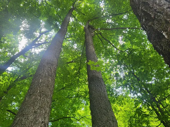 Winding Trl, Fairview, MI 48621