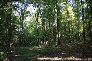 2nd image of 8.91 Ac Highway Of Hwy #43-206-S