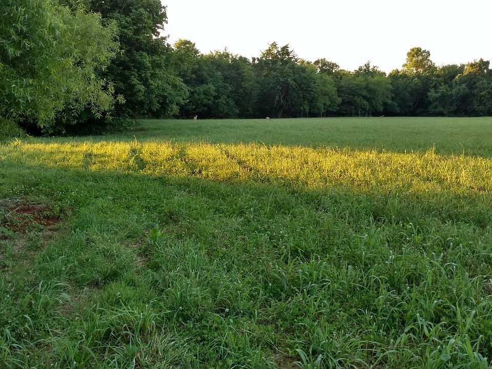 Open forage pastures