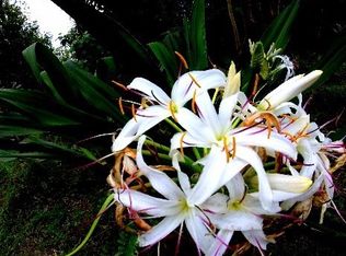 Hapuu St LOT 21, Pahoa, HI 96778