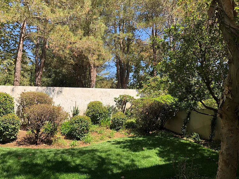 Back yard 1