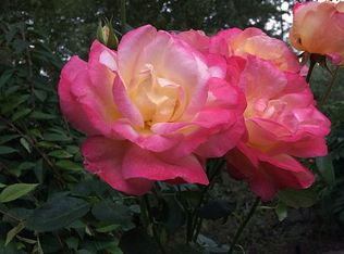 3410 Frei Rd, Sebastopol, CA 95472