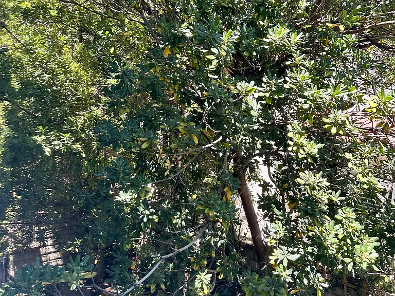 Marshall Way — Photo 15