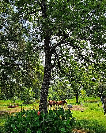 Persimmon tree and cannas
