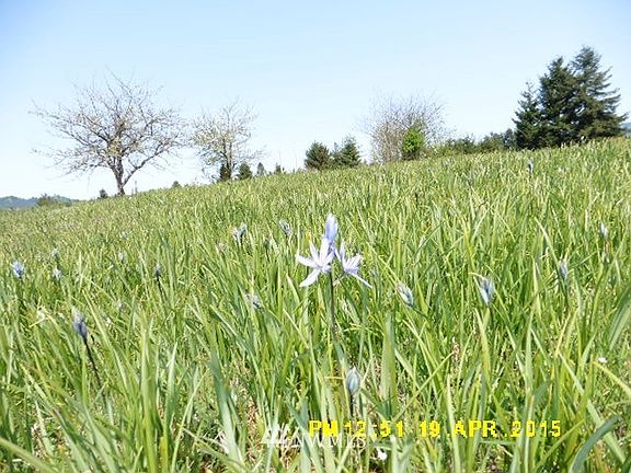 4th image of 0 XXX Oak Meadows Lane