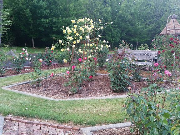Rose garden, 100+ plants