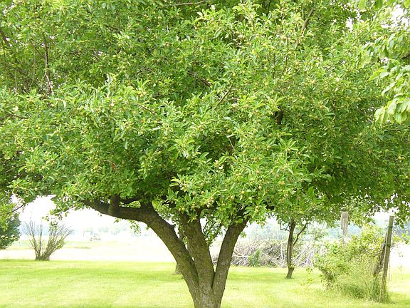 Apple tree loaded w/ apples