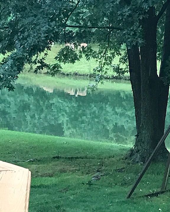 Reflection of 3 baby deer