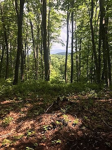 1st image of 37 Chinquapin