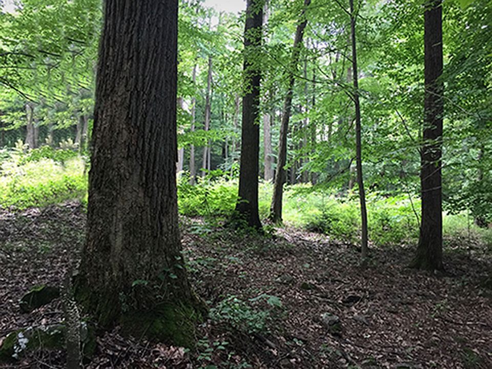 A walk in the forest