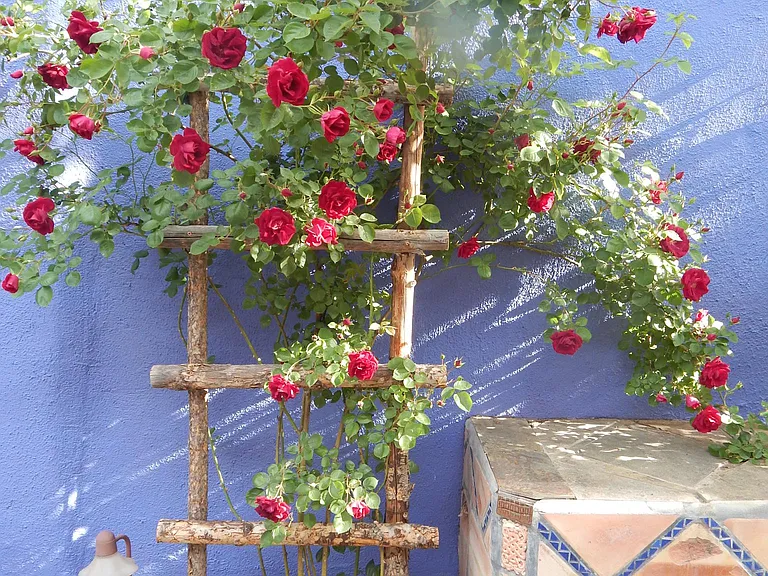 Almost everything that grows in New Mexico grows here at Rancho Alameda