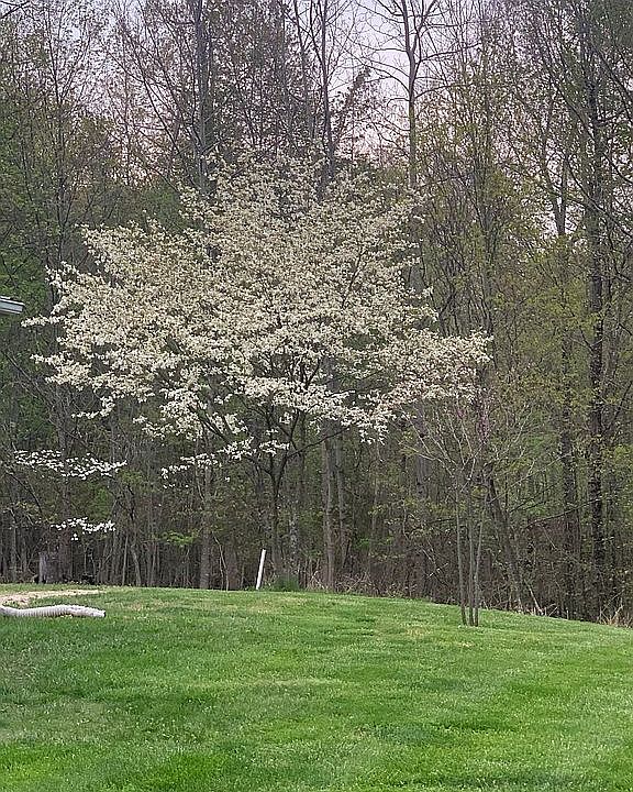 Dogwood and Clump Redbud 