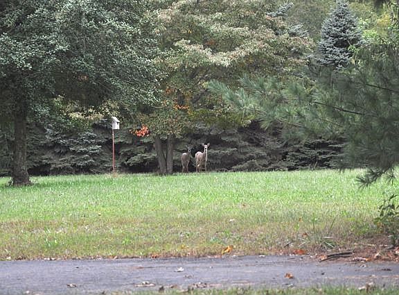 beautiful lot with alot of privacy