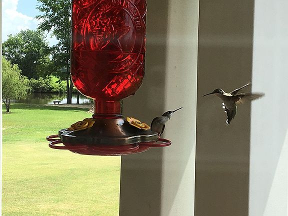 Hummingbirds come for visit