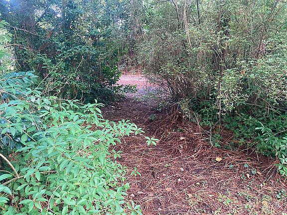 trail thru long leaf pines