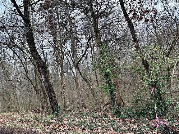 3rd image of 310 Brumlow Hollow Rd