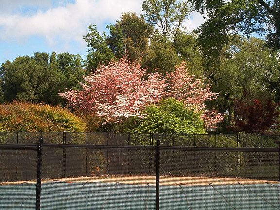 Dogwoods in bloom a few years ago. (pool cover)