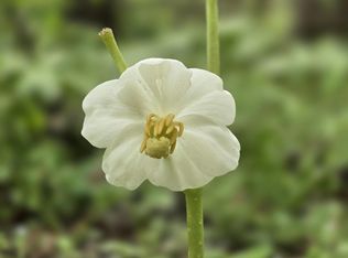 0 Watson Rd #5, Chapel Hill, NC 27516