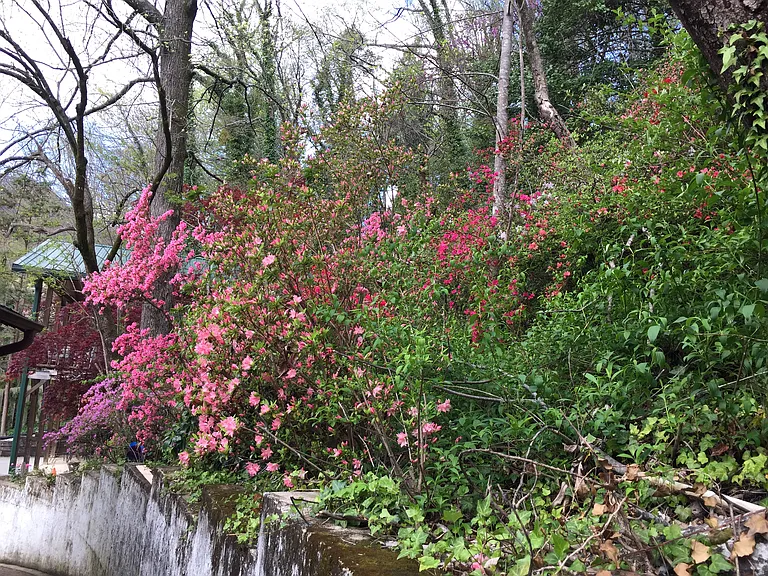 210 Wild Flower Hl #A — Photo 17