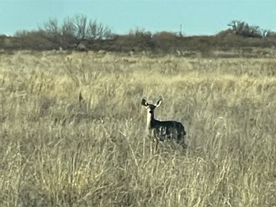 Fm 1037, Paducah, TX, 79248