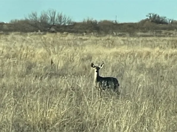 Fm 1037, Paducah, TX 79248