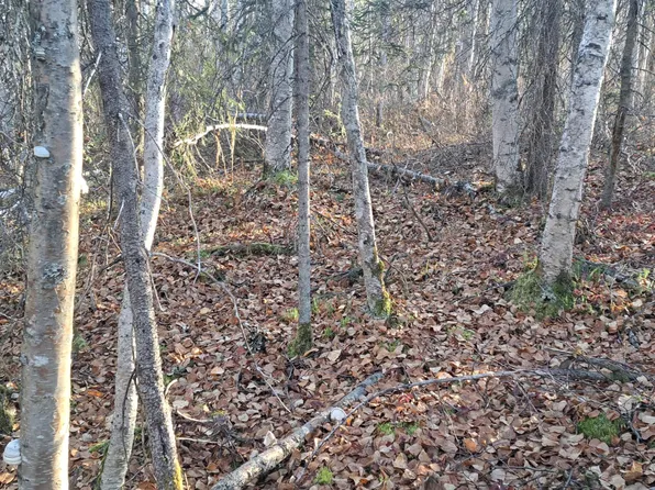 20032 E Tackle Ave, Talkeetna, AK 99676