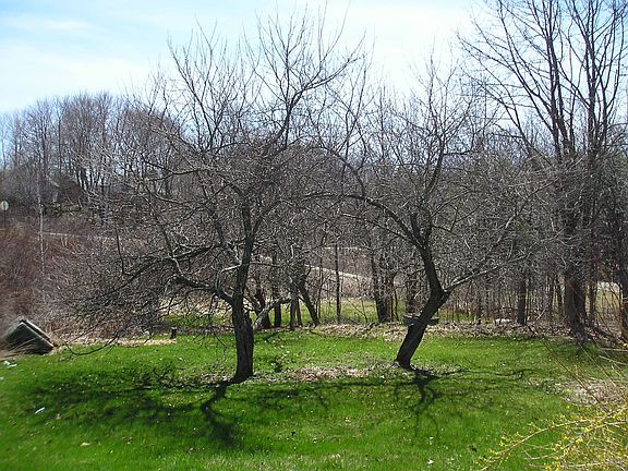 apple trees