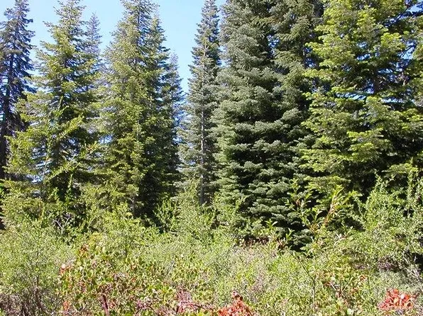 Natl Forest Rd #30, Goodyears Bar, CA 95944