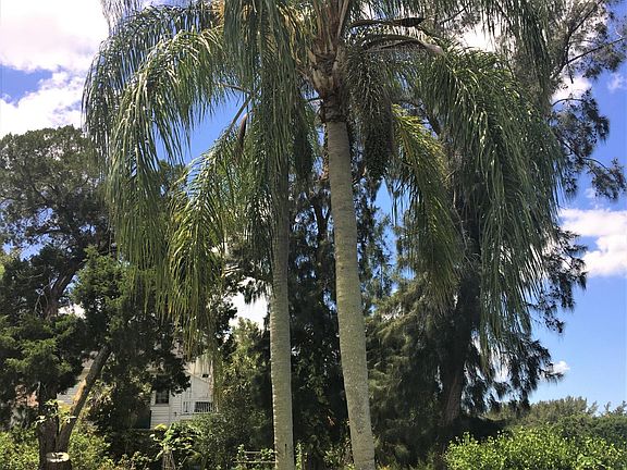 Beautiful old Florida landscape.