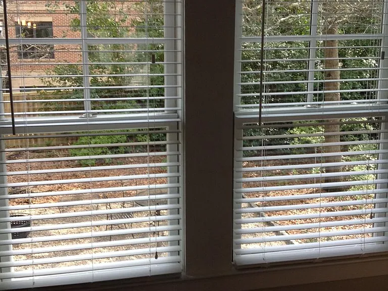 View of backyard