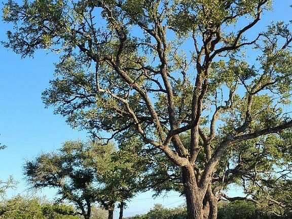 4th image of 241 W Lacey Oak Pkwy