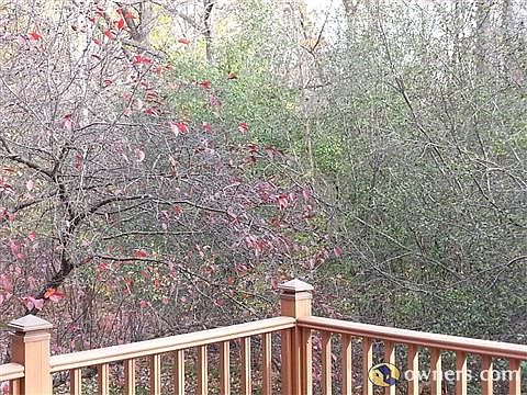 Woods view