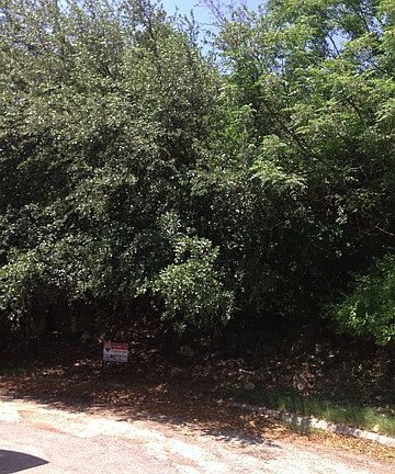 4th image of 203 Bluff Holw
