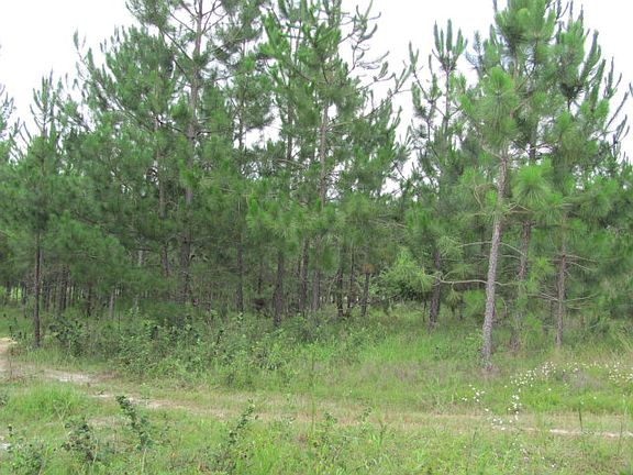 3rd image of 0 Lake Owl Head Trl